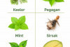 6 Daun Herbal Alami Bantu Atasi Badan Cepat Capek Meski Tidak Beraktivitas