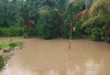 Sawah 20 Ha Terancam Gagal Panen, Kolam Ikan Hanyut & Aliran Listrik Padam: Air Raman Diterjang Banjir