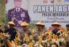 Dari Kepahiang untuk Indonesia: Kapolda Bengkulu Panen Raya Jagung, Siap Jadi Pilar Ketahanan Pangan Nasional