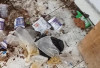 Satpol PP Kepahiang Patroli: Temukan Puluhan Bungkus Plastik Sisa Lem Aibon di Taman Santoso