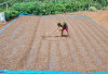 Harga Kopi di Kepahiang Tergerus: Petaka Bagi Petani
