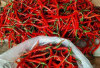 Harga Cabai Merah Keriting Naik, Berapa? Disambut Gembira Petani Kabupaten Kepahiang 