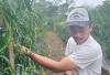 Harga Cabai Merah Keriting di Kepahiang Turun: Petani Cabai Terancam Merugi 