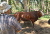 Wapres Gibran Beli Sapi Kurban di Bengkulu Tengah, Dibagi ke Warga Terdampak Gempa  