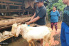 Ingin Beli Kambing? Desa Bukit Menyan Kabupaten Kepahiang Tempatnya, Harga Dijamin Terjangkau  