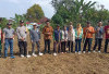Dukung Ketahanan Pangan: Pemdes Permu Bawah Kabupaten Kepahiang Tanam Jagung ‘Sade Sahe’ 