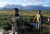 Bayar Iuran BP Jamsostek Pekerja Informal di Kabupaten Kepahiang Capai Ratusan Juta 