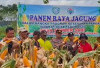 Panen Raya Jagung di Desa Sumber Sari Kabupaten Kepahiang: Begini Kata PPL Kabawetan