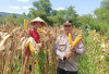Panen Jagung Program Ketahanan Pangan di Desa Pelangkian Kepahiang