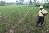 Musim Kemarau, Petani Diimbau Tanam Palawija