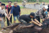 Warga Pelangkian Laksanakan Penyembelihan Kurban 5 Ekor Sapi dan 2 Kambing