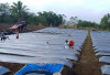Petani Kabawetan Kepahiang Tanam Cabai: Persiapkan Permintaan Ramadhan 2026