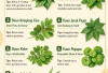 7 Tanaman Herbal untuk Kesehatan Kulit: Ini Cara Pakai yang Aman & Efektif
