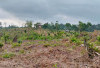  Belasan Hektare Lahan Bekas Tambang di Bengkulu Tengah Ditanami Kelapa Sawit Tanpa Izin