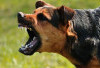 8 Warga Lebong Digigit Anjing Liar, Diduga Anjing Gila
