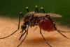 Hasil Laboratorium Negatif, Lebong Bebas Malaria