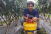 Harga Cabai Merah Anjlok: Petani di Kepahiang Merugi, Harganya Cuma Segini