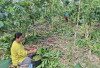 Dongkrak Harga Jual, Petani Kopi Kepahiang Diminta Tak Sekadar Panen Saja